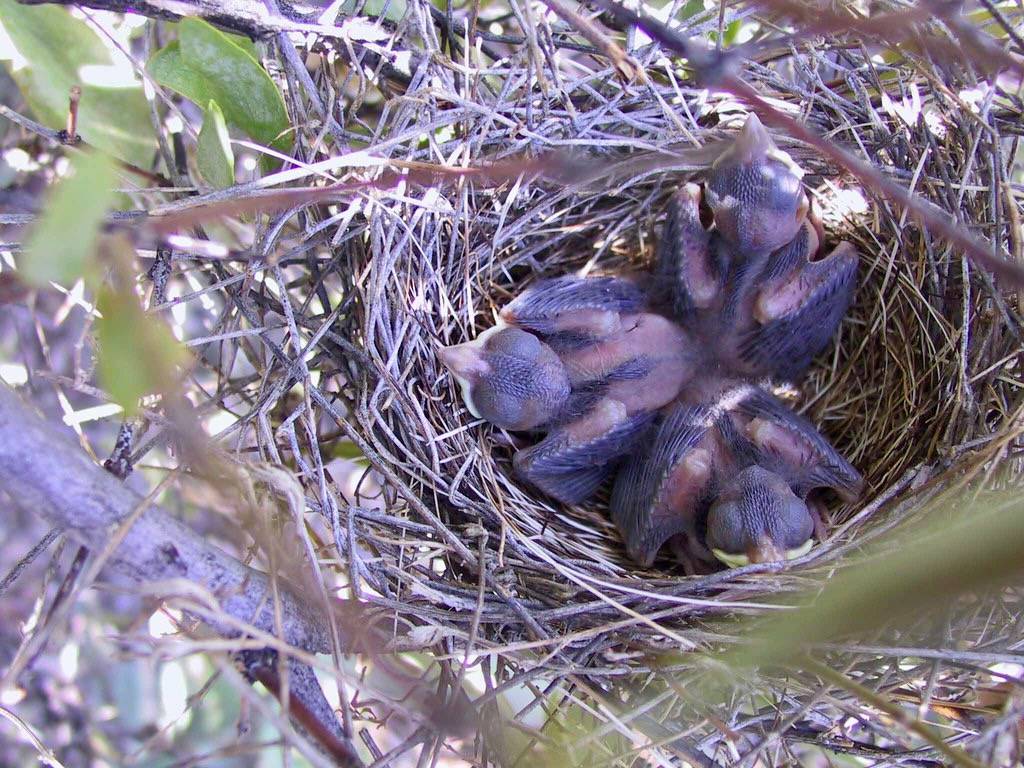 NorthernCardinal (3) by SaguaroNPS is licensed under CC BY 2.0.